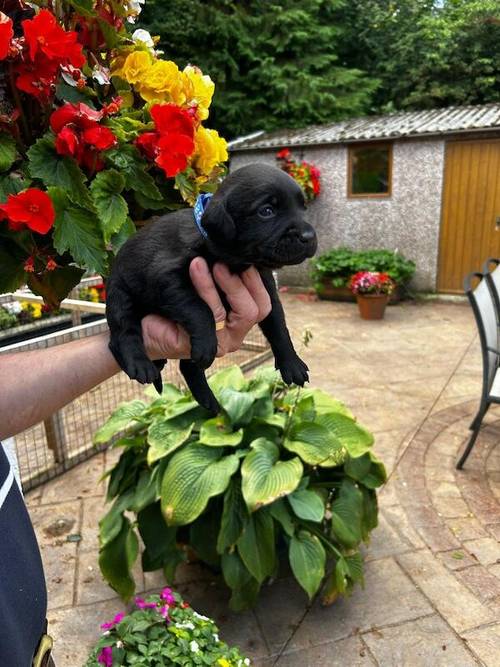 KC REG BLACK LABRADOR PUPPIES-DRAKESHEAD LINE for sale in Mellor Brook, Lancashire - Image 8