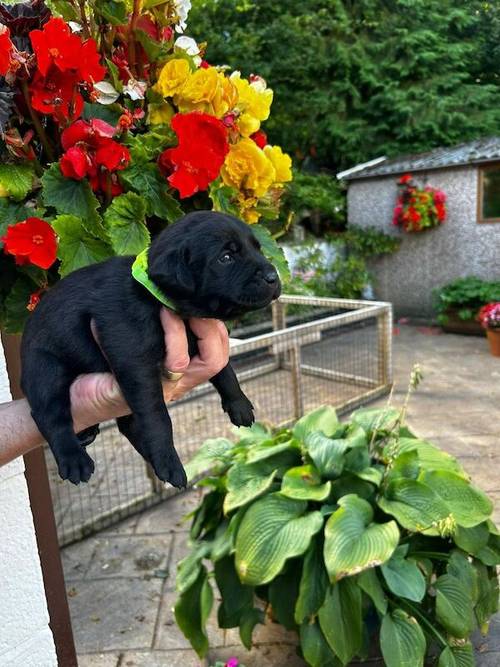 KC REG BLACK LABRADOR PUPPIES-DRAKESHEAD LINE for sale in Mellor Brook, Lancashire - Image 9