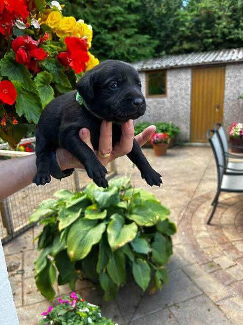 KC REG BLACK LABRADOR PUPPIES-DRAKESHEAD LINE for sale in Mellor Brook, Lancashire - Image 10