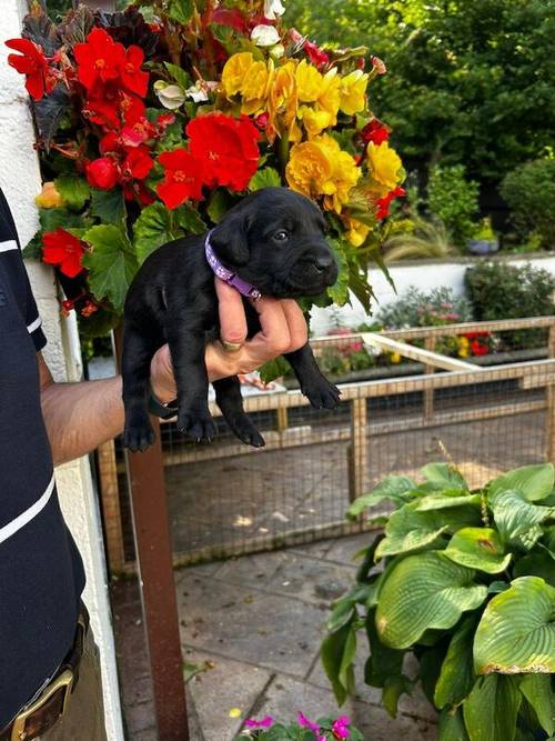 KC REG BLACK LABRADOR PUPPIES-DRAKESHEAD LINE for sale in Mellor Brook, Lancashire - Image 11