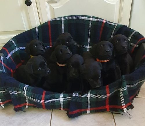 KC REG BLACK LABRADOR PUPPIES-DRAKESHEAD LINE for sale in MELLOR BROOK, LANCASHIRE