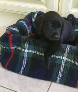 KC REG BLACK LABRADOR PUPPIES-DRAKESHEAD LINE for sale in MELLOR BROOK, LANCASHIRE | Image 2
