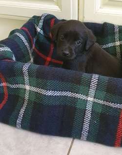 KC REG BLACK LABRADOR PUPPIES-DRAKESHEAD LINE for sale in MELLOR BROOK, LANCASHIRE | Image 3
