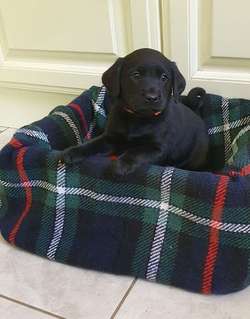 KC REG BLACK LABRADOR PUPPIES-DRAKESHEAD LINE for sale in MELLOR BROOK, LANCASHIRE | Image 4