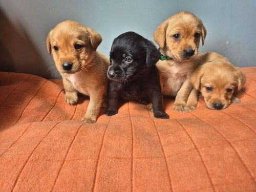 KC reg Black & Yellow Labrador Boys Puppies Ready 4th of June for sale in Littleport, Cambridgeshire