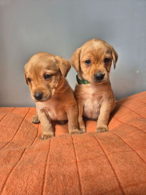 KC reg Yellow/Golden Labrador Boys Puppies Ready 4th of June for sale in Littleport, Cambridgeshire