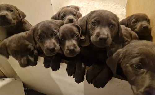 Kc reg charcoal and silver labrador puppies for sale in Walsall, West Midlands