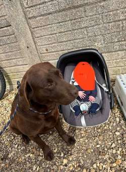 For sale Kc reg choc lab & Kc reg red lab for sale in Peterborough, Cambridgeshire | Image 2