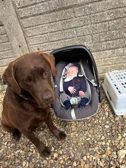 For sale Kc reg choc lab & Kc reg red lab for sale in Peterborough, Cambridgeshire | Image 3