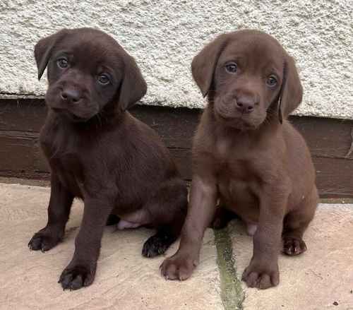 KC Reg Choc Labrador Puppies Parents Health Tested for sale in Beverley, East Riding of Yorkshire