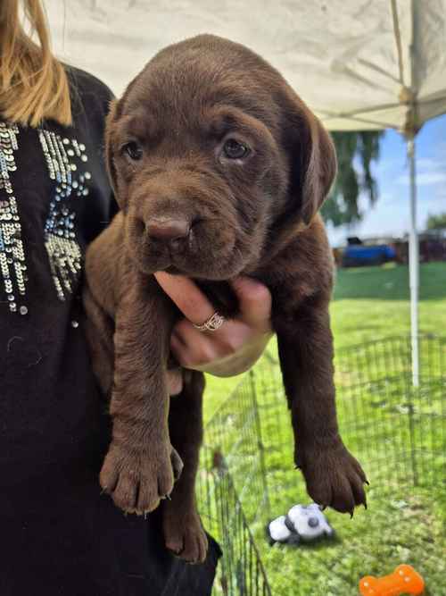 Kc Reg Chocolate Labrador Girl Pup Ready from 7th of September for sale in Littleport, Cambridgeshire