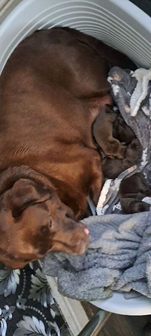 KC REG CHOCOLATE LABRADOR PUPPIES FOR SALE in Leigh, Greater Manchester
