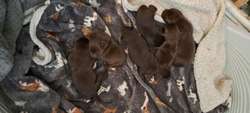 KC REG CHOCOLATE LABRADOR PUPPIES FOR SALE in Leigh, Greater Manchester | Image 2