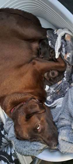KC REG CHOCOLATE LABRADOR PUPPIES FOR SALE in Leigh, Greater Manchester | Image 3