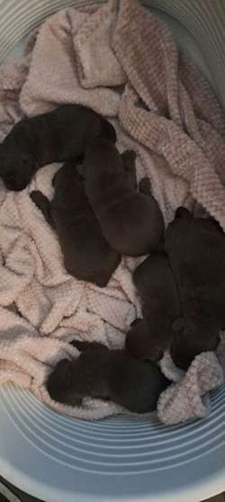 KC REG CHOCOLATE LABRADOR PUPPIES FOR SALE in Leigh, Greater Manchester | Image 4