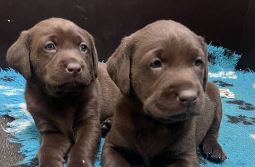 K.C reg Chocolate male Labrador puppy (fully health tested) for sale in Exeter, Devon - Image 4