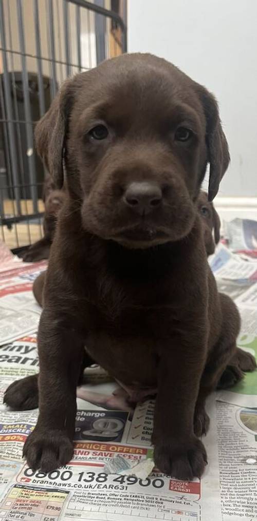 K.C reg Chocolate male Labrador puppy (fully health tested) for sale in Exeter, Devon - Image 2
