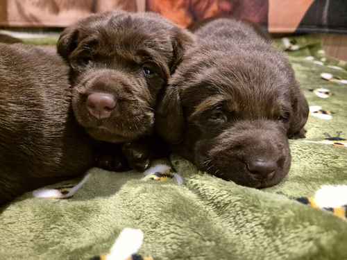 Kc Reg Chocolate Labrador Puppies Ready from 7th of September for sale in Littleport, Cambridgeshire