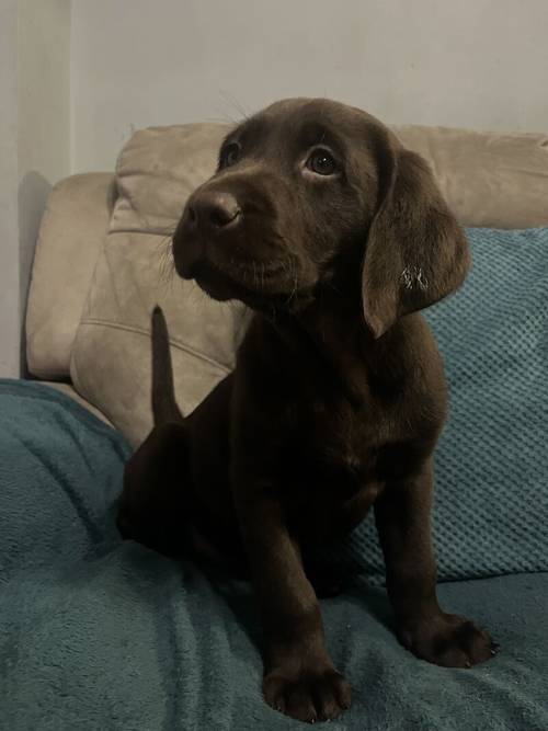 K.C reg Chocolate male Labrador puppy (fully health tested) for sale in Exeter, Devon - Image 1