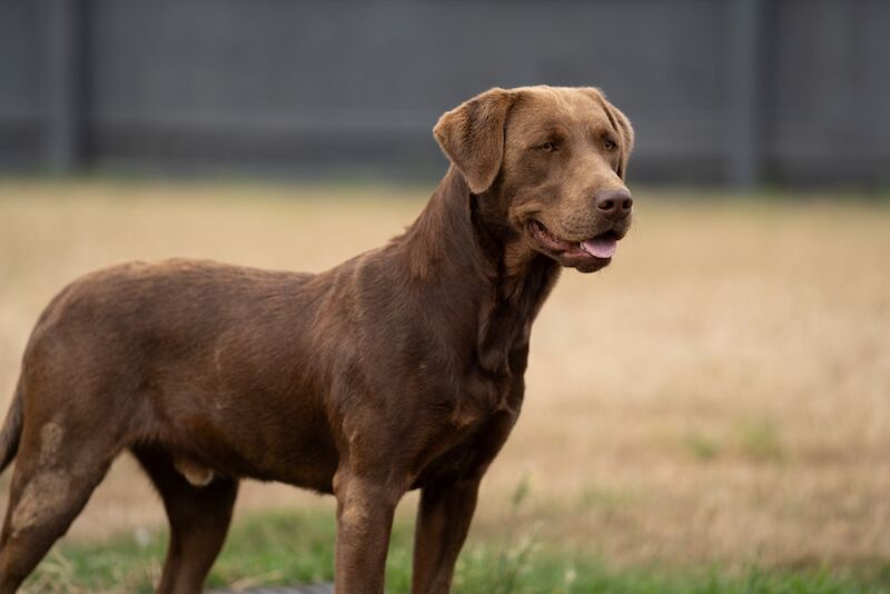 KC Reg Chocolate Stud 