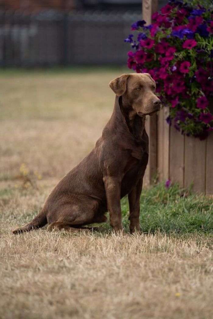 Reg KC Reg Chocolate Stud Labrador For Stud in Doddington, Cambridgeshire ...