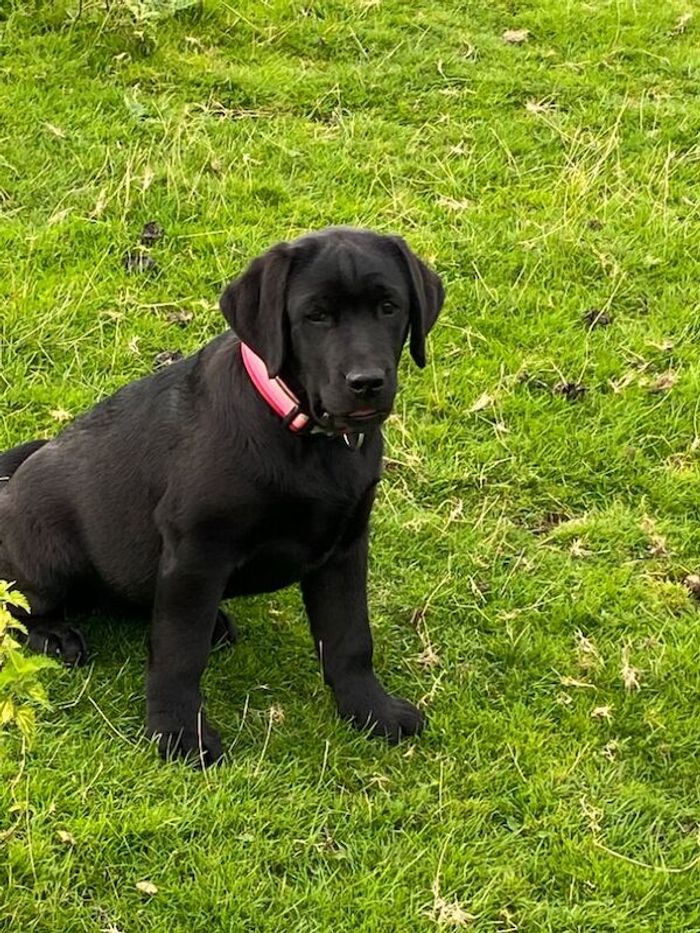 Labrador Retriever puppies for sale in Staffordshire – KC registered, 2 weeks old - Image 2 of 9