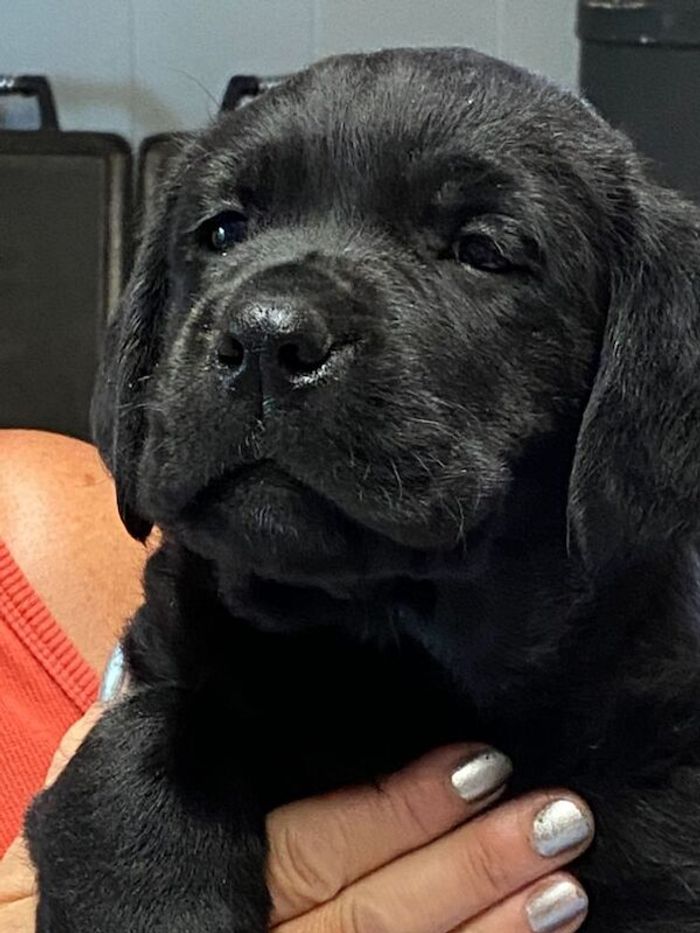 Labrador Retriever puppies for sale in Staffordshire – KC registered, 2 weeks old - Image 3 of 9