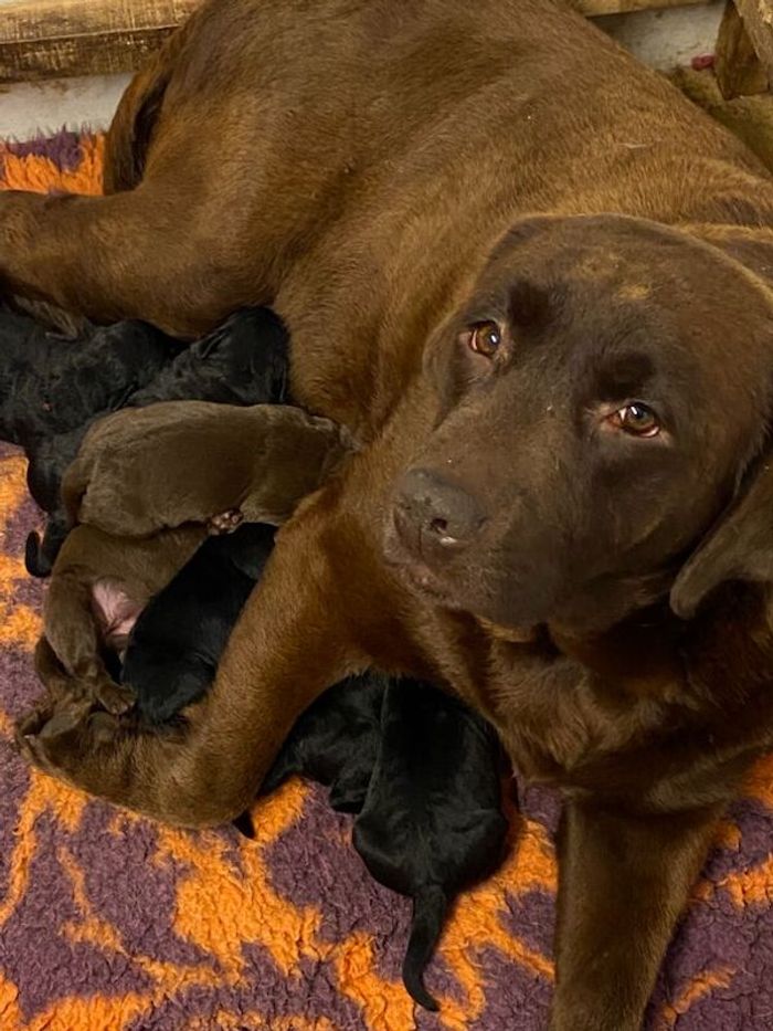 Labrador Retriever puppies for sale in Staffordshire – KC registered, 2 weeks old - Image 6 of 9