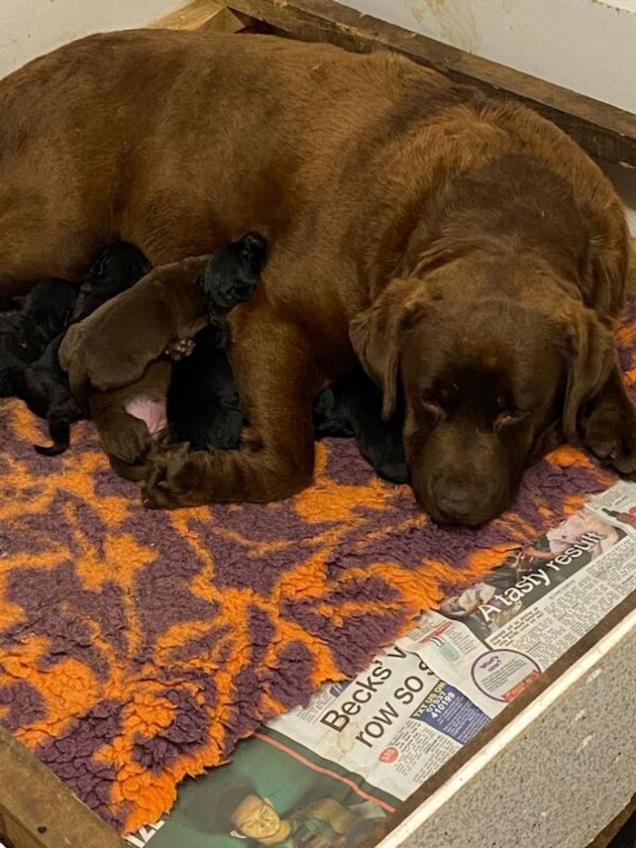 Labrador Retriever puppies for sale in Staffordshire – KC registered, 2 weeks old - Image 7 of 9