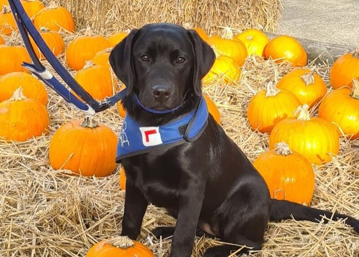 Labrador Retriever puppies for sale in Staffordshire – KC registered, 2 weeks old - Image 8 of 9