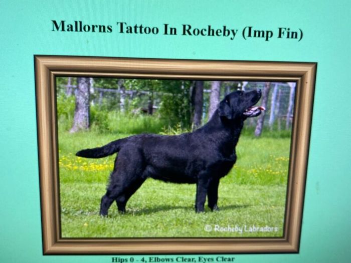 Labrador Retriever puppies for sale in Staffordshire – KC registered, 2 weeks old - Image 9 of 9