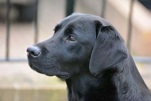 KC Reg DNA Tested Blacks for sale in Galgate Lancashire