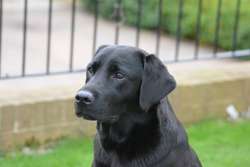 KC Reg DNA Tested Blacks for sale in Galgate Lancashire | Image 2