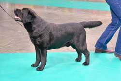 KC Reg DNA Tested Blacks for sale in Galgate Lancashire | Image 3