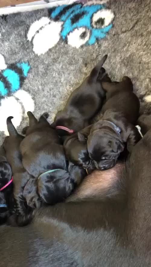 KC Reg DNA Tested Blacks for sale in Galgate Lancashire