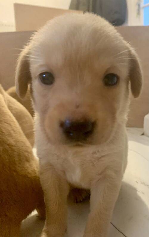 KC Reg Fox Red and Yellow Labrador Retrievers for sale in Spratton, Northamptonshire - Image 1