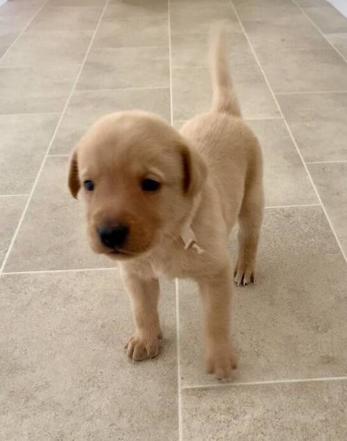 KC Reg Fox Red and Yellow Labrador Retrievers for sale in Spratton, Northamptonshire - Image 2