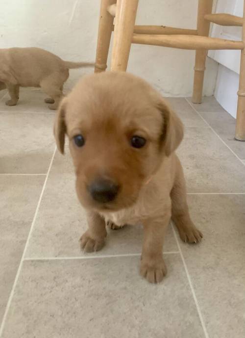 KC Reg Fox Red and Yellow Labrador Retrievers for sale in Spratton, Northamptonshire - Image 3