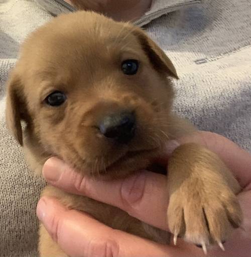 KC Reg Fox Red and Yellow Labrador Retrievers for sale in Spratton, Northamptonshire - Image 4