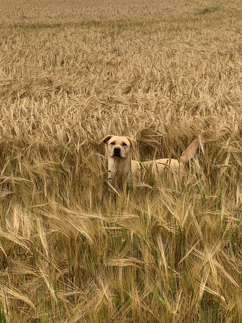 KC Reg Fox Red and Yellow Labrador Retrievers for sale in Spratton, Northamptonshire - Image 11