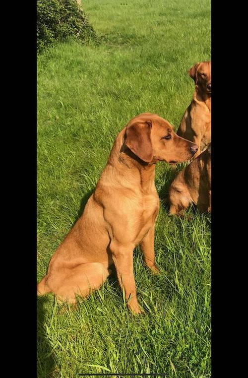 KC Reg Fox Red and Yellow Labrador Retrievers for sale in Spratton, Northamptonshire - Image 12