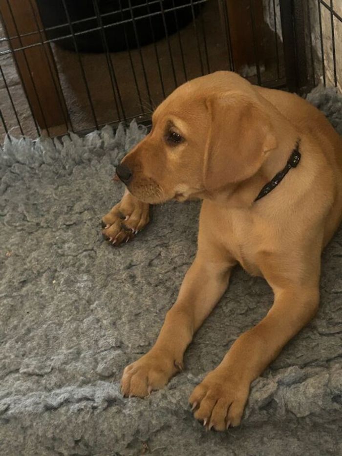 Labrador Retriever puppies for sale in King's Lynn, Norfolk – KC registered, 11 weeks old