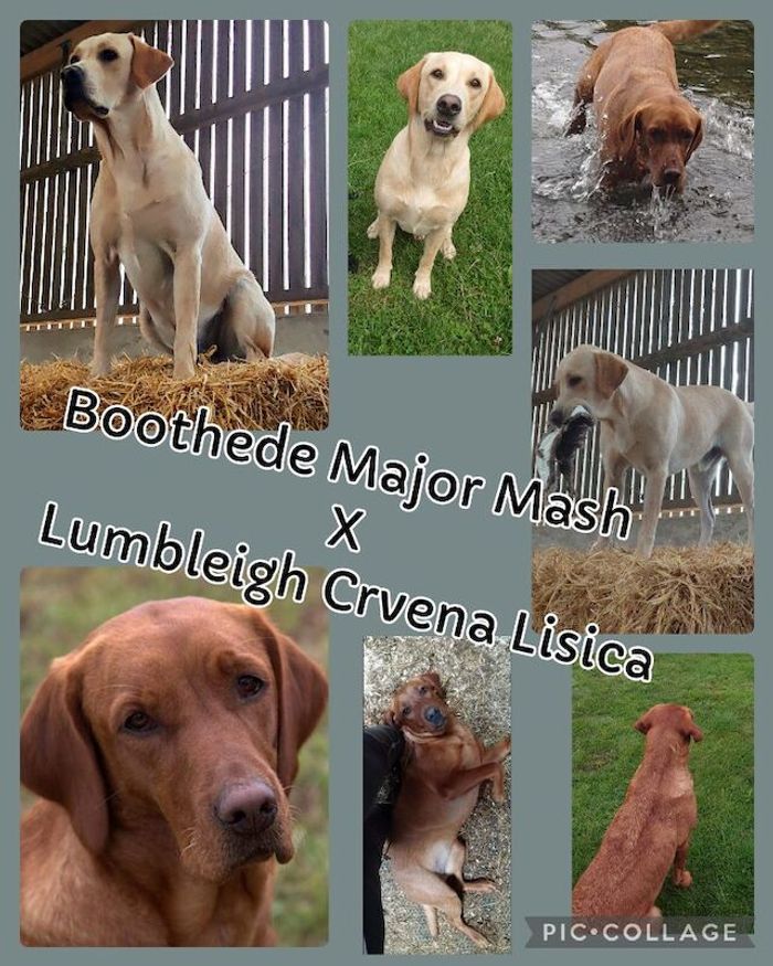 Labrador Retriever puppies for sale in Ashbourne, Derbyshire – KC registered, 8 weeks old