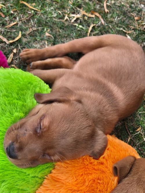 KC reg Fox red female puppy Ready from 7th of June onwards for sale in Littleport, Cambridgeshire