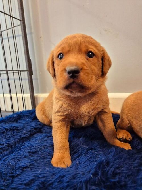 KC reg Fox red female puppy Ready from 8th of June for sale in Littleport, Cambridgeshire
