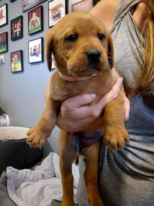 KC reg Fox red female puppy Ready from 8th of June for sale in Littleport, Cambridgeshire