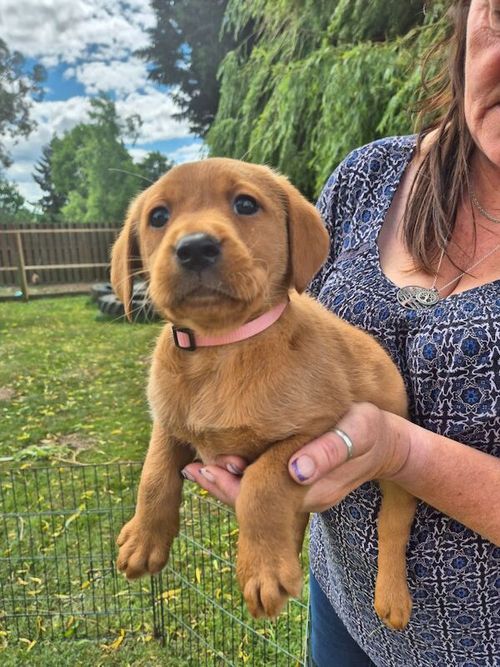 KC reg Fox red female puppy Ready from 8th of June for sale in Littleport, Cambridgeshire