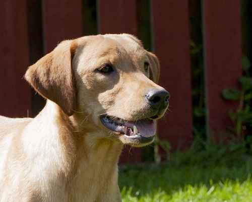 Beautiful Golden labrador female 3 years old for sale in Littleport, Cambridgeshire