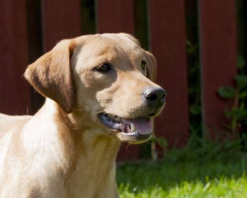 Beautiful Golden labrador female 3 years old for sale in Littleport, Cambridgeshire - Image 1