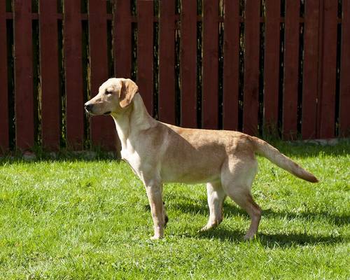 Beautiful Golden labrador female 3 years old for sale in Littleport, Cambridgeshire - Image 2